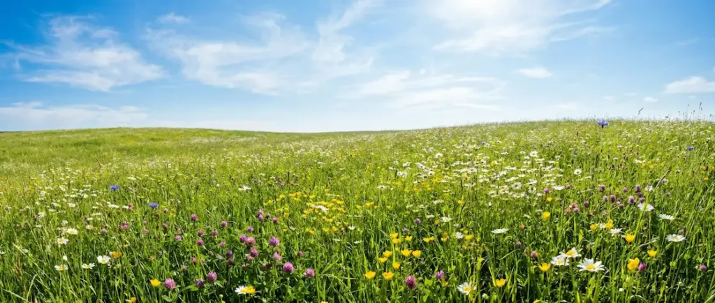 Grön äng med vilda blommor under en solig blå himmel, som symboliserar en giftfri natur och fördelarna med miljövänlig städning.